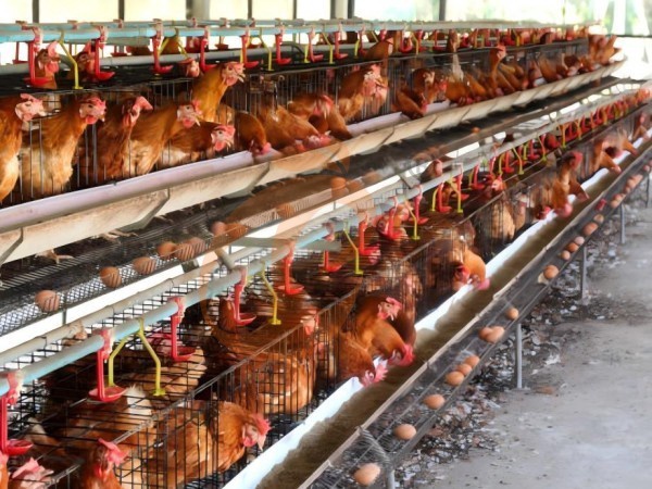 A H layer chicken battery cage price in poultry farm (80)
