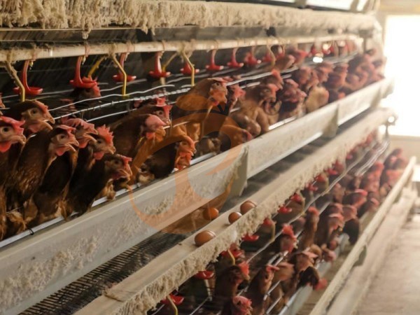 A H layer chicken battery cage price in poultry farm (85)