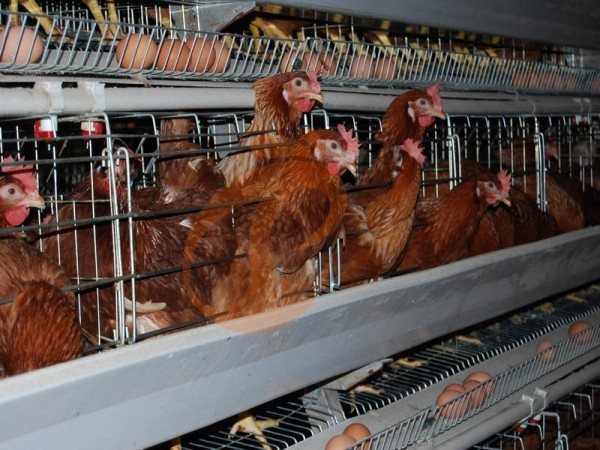 A H layer chicken battery cage price in poultry farm (99)