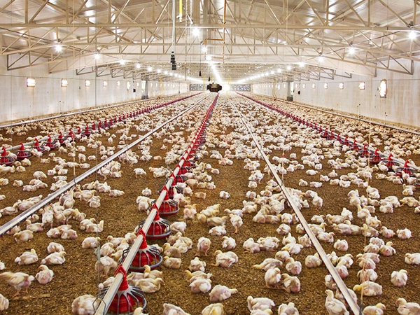 Free Range1 (2)