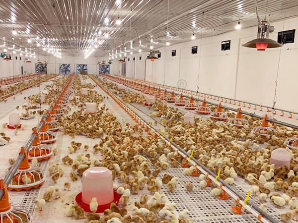 Floor Rearing Poultry System1 (11)