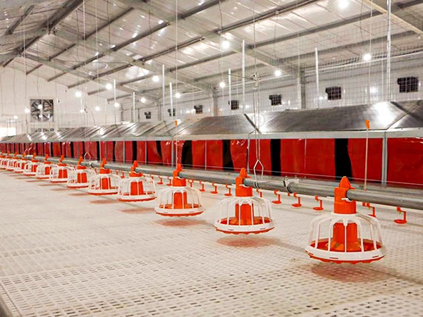 Floor Rearing Poultry System1 (3)