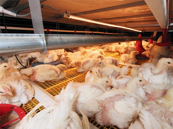 Broiler Equipment1 (4)