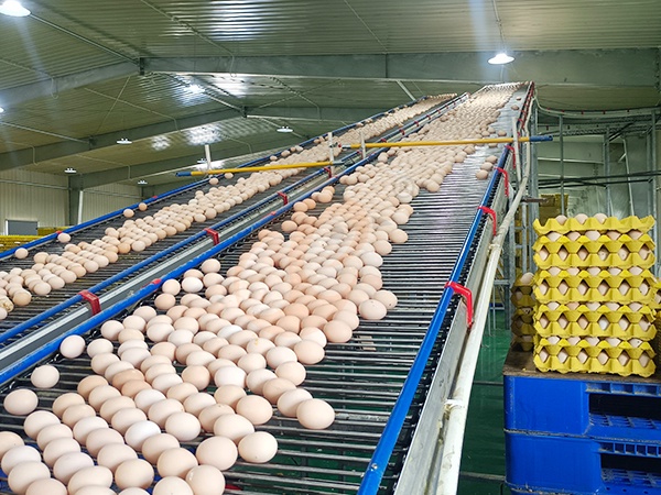 How To Reduce Egg Breakage In Layer Chicken Cages | 6 Proven Methods