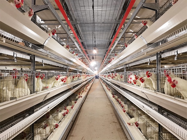 Chicken Cage For Large Meat Production: What Capacity And Layout Should You Choose?