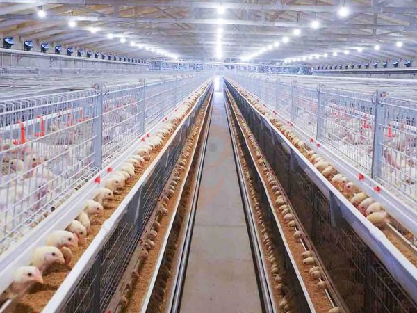 Broiler Cage1 (2)