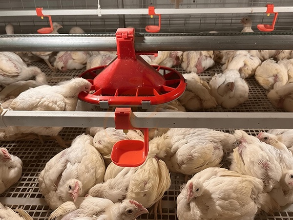 Broiler Cage1 (3)
