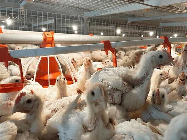 Broiler Cage1 (4)