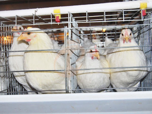 Broiler Chicken Cage Installation | 7 Key Steps For Proper Setup
