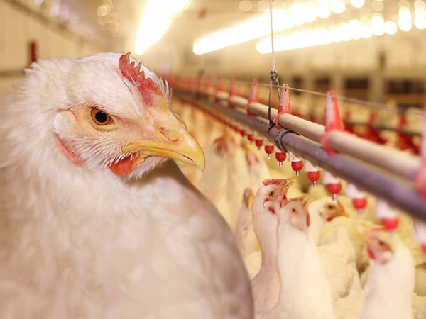 Nipple Drinker Height Adjustment | 5 Practical Tips For Chickens
