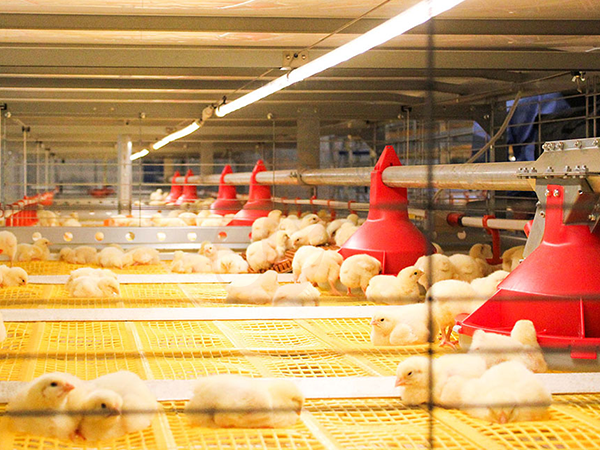 Chicken Coop Lighting Equipment2 (2)