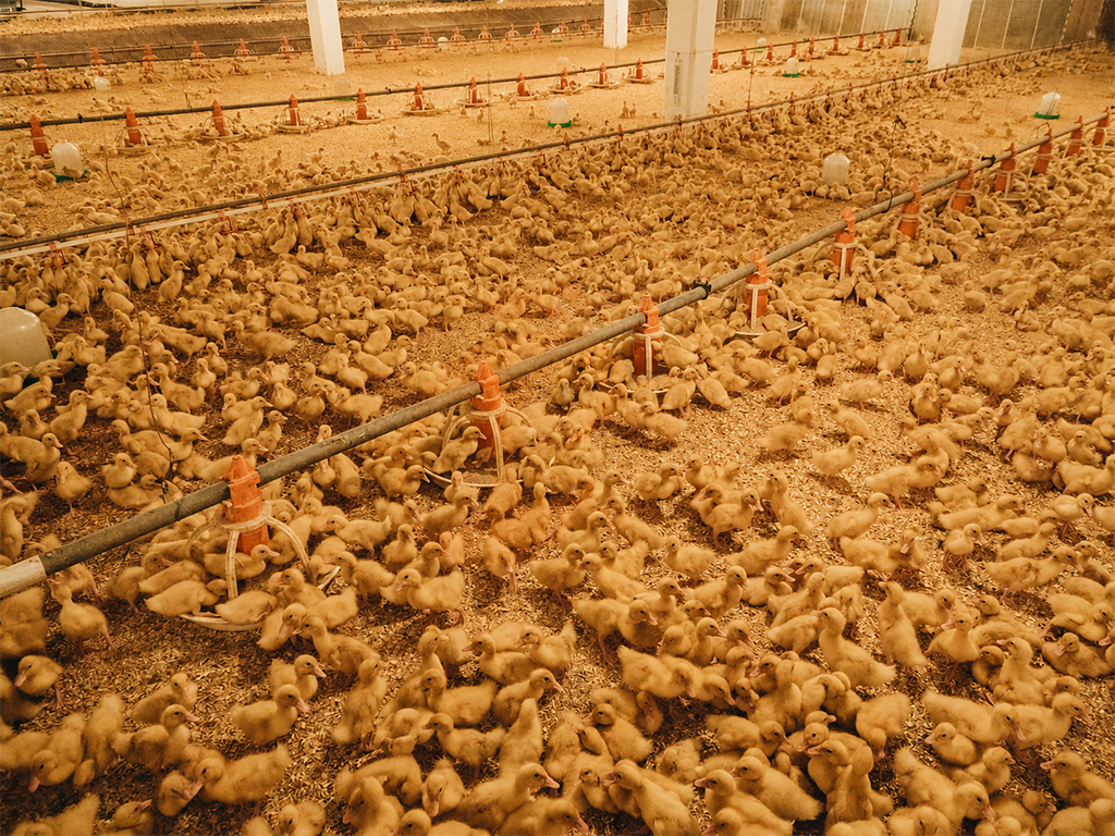 Deep Litter System For Layers | Egg Production And Cost Analysis
