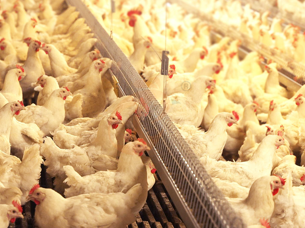 Floor Rearing Poultry System2 (3)