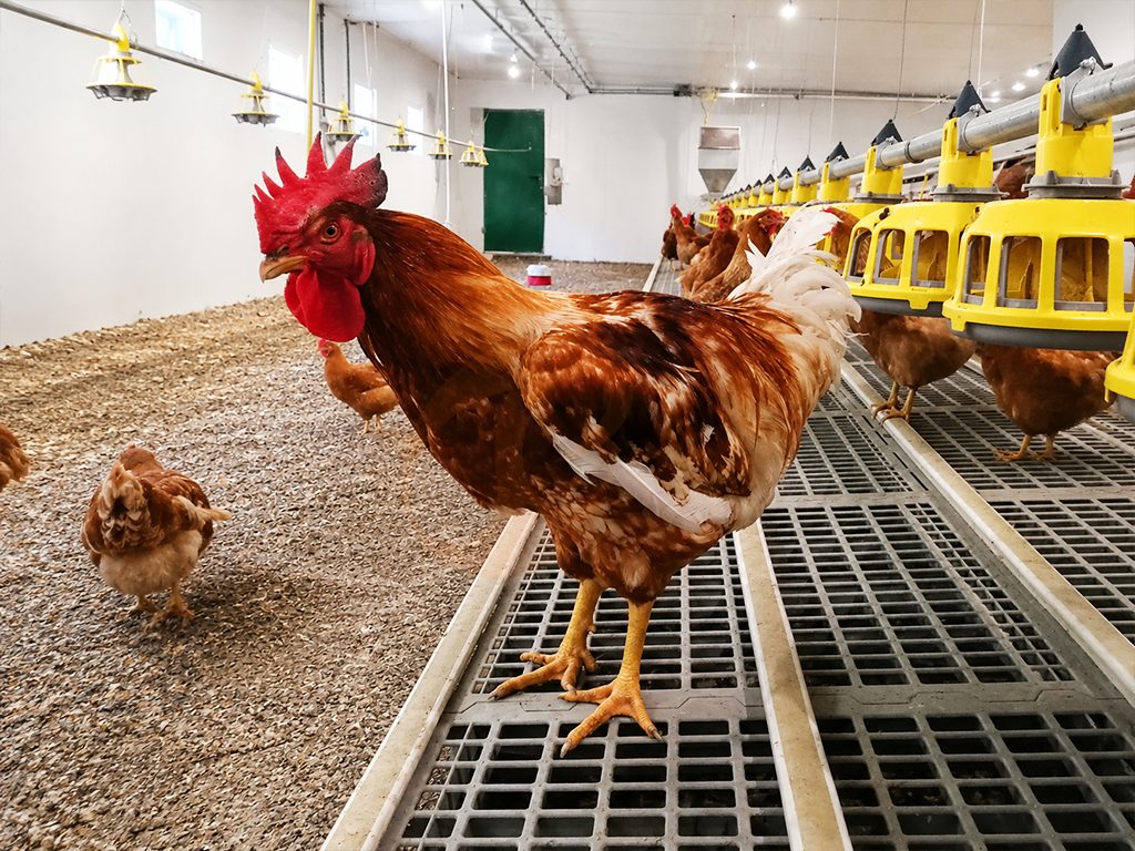 Floor Rearing Poultry System2 (8)