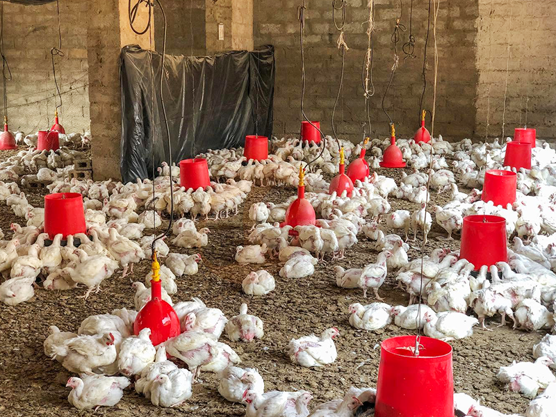 How To Manage Layers In Free Range System | 6 Practical Tips