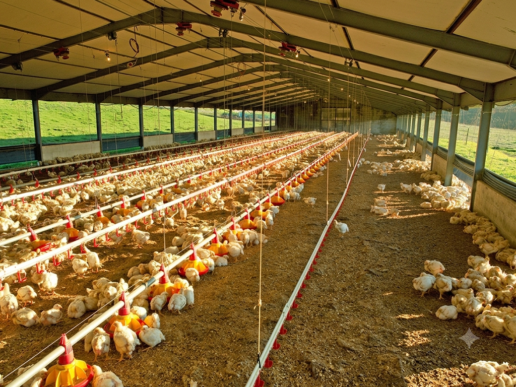 Free Range5 (3)