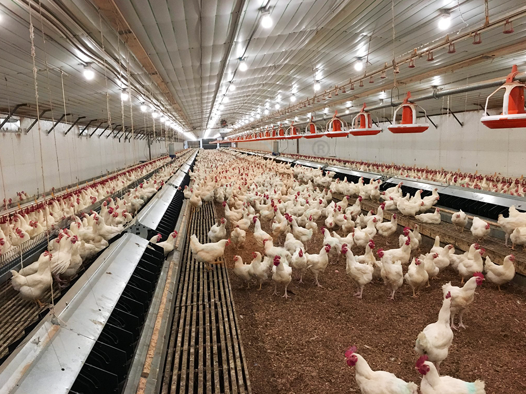 How To Choose Affordable Poultry Equipment | 6 Practical Tips