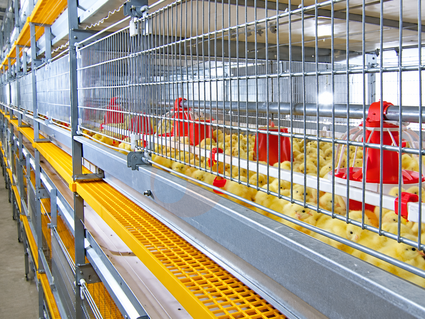 How To Reduce Operating Costs With Broiler Chicken Cage Systems | 6 Tips