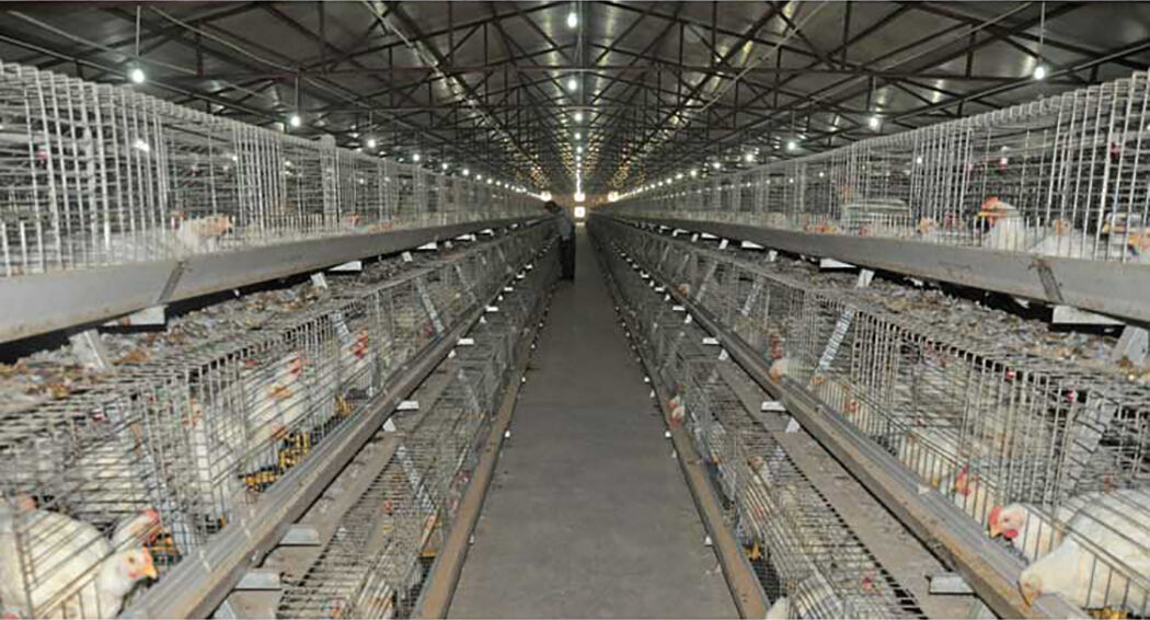 What is three tier 96 birds layer chicken cage system offers a cutting edge automated and space efficient approach for large scale egg farming operations