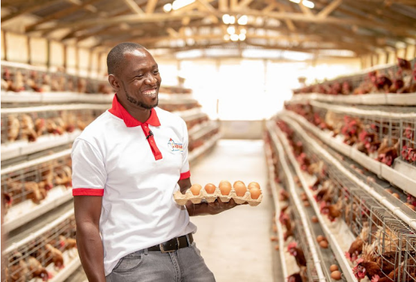 Size of cold gal and hot gal battery cage system