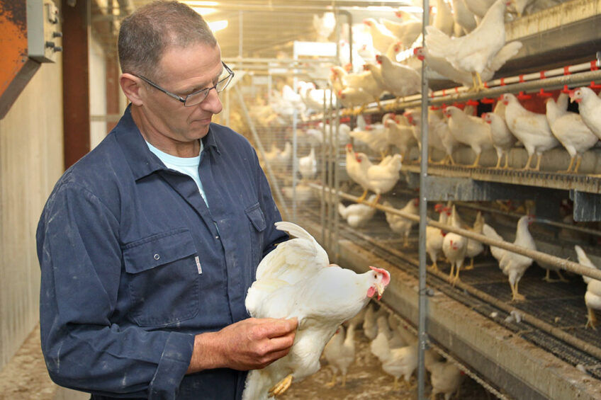 Disinfection of battery cage of poultry house