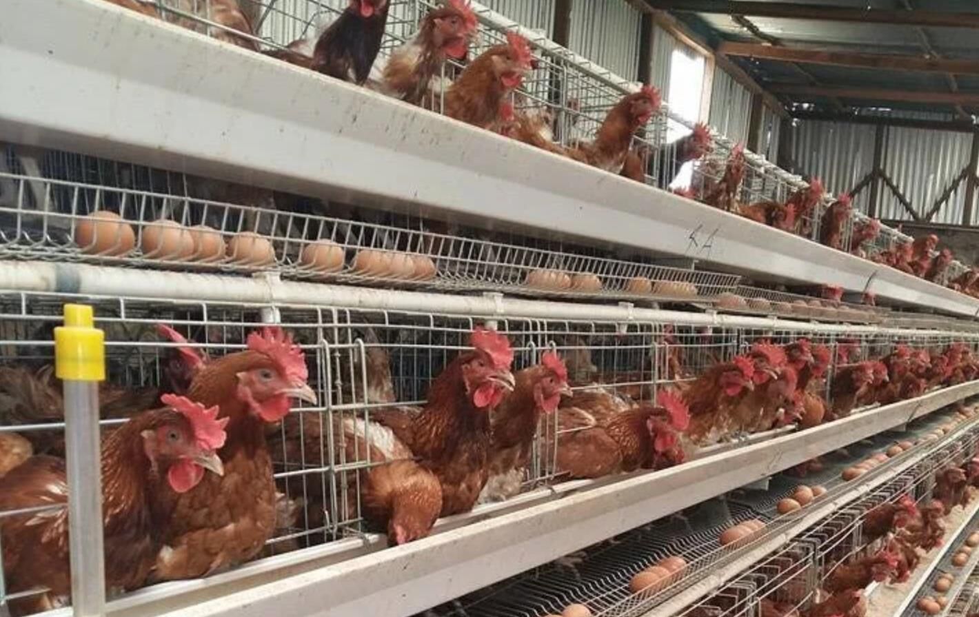 How to maintain broiler battery cage
