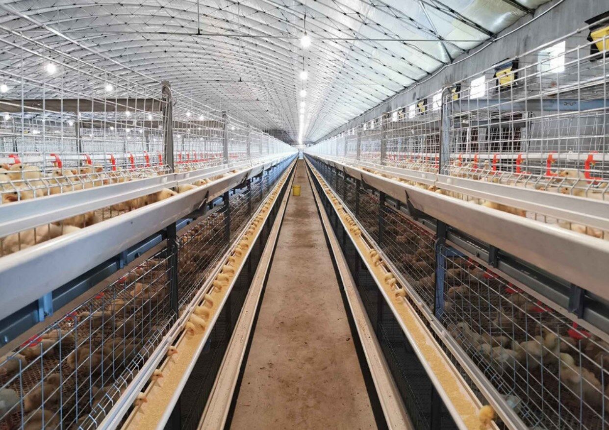 20,000 broilers with automatic H type cage system