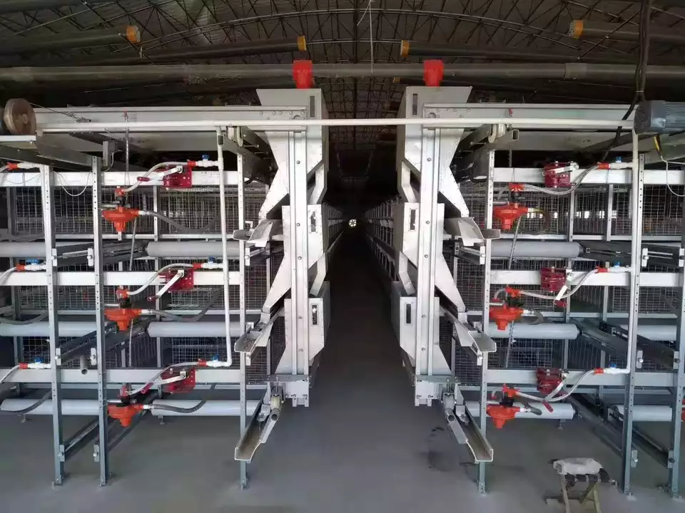 Automatic layer battery cage in Africa poultry farm