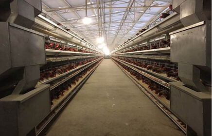 How to start a fully automatic chicken farm of 30,000 layers in Nigeria
