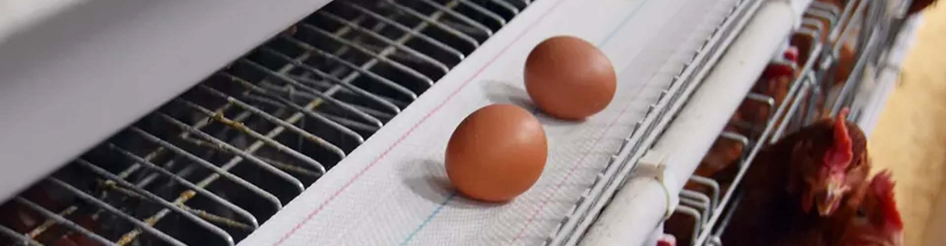 Egg Collection - Chicken House Solutions
