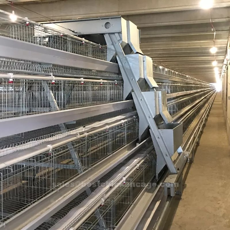 chicken cage1.png How many poultry farm with full automatic chicken cage