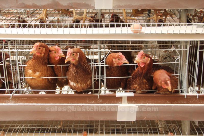 broiler cage2.jpg The development history and basic structure of chick broiler cage