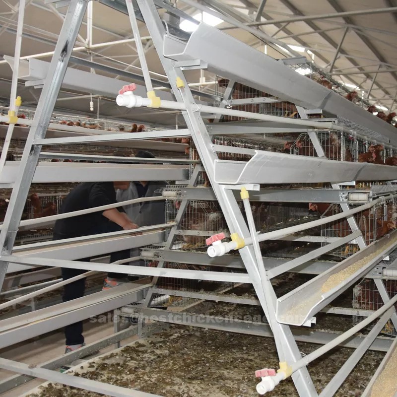 poultry cage1.png How the system of poultry cage in modern poultry farming working