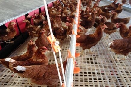 Our company finished breeder project of breeder fl