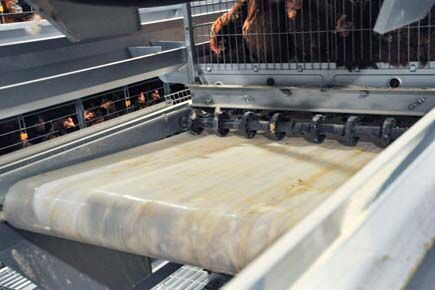 Our company finished breeder project of raising 10