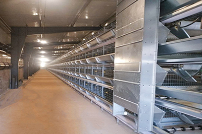 5 Key Benefits Of Battery Cage In Modern Poultry