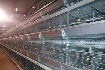 Our company finished layer project of 34,000 birds