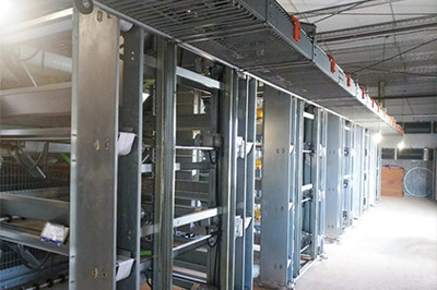 Our company finished layer project of 34,000 birds