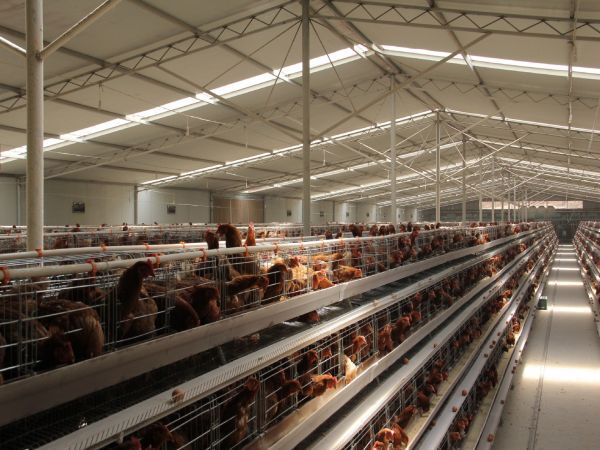 10,000 - 30,000 Layers A type Automatic Battery Cage