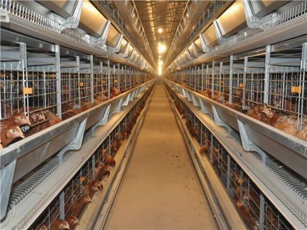 >30,000 Layers H Type Automatic Battery Cage