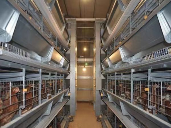 >30,000 Layers H Type Automatic Battery Cage