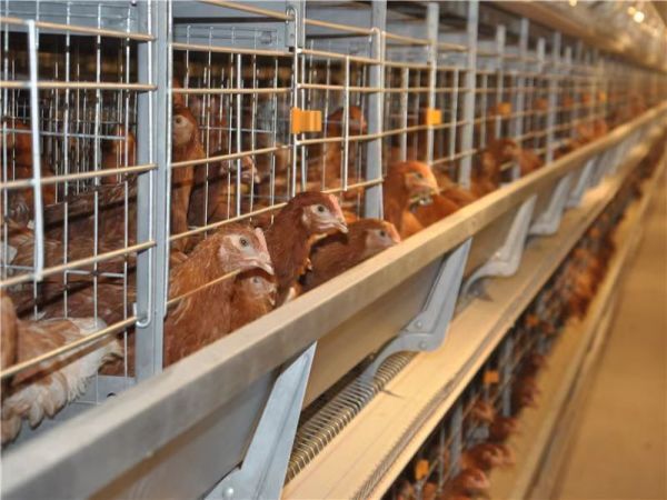 >30,000 Layers H Type Automatic Battery Cage