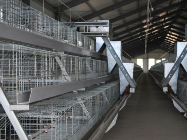 <30,000 Pullets Automatic A Type Battery Cage