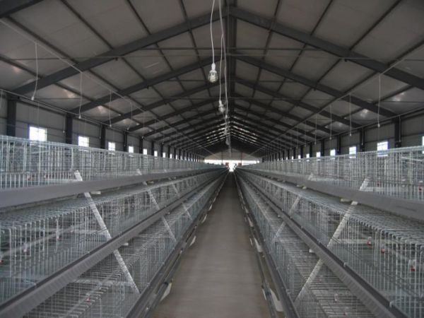 <30,000 Pullets Automatic A Type Battery Cage