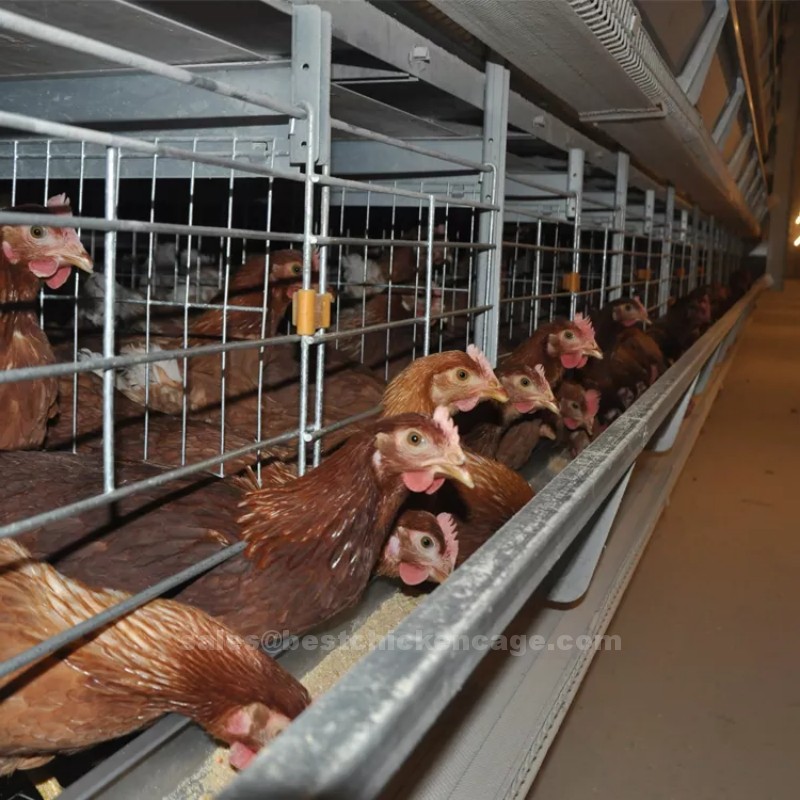 鸡笼或蛋鸡笼H (13).png You should learn more on automatic poultry farming cage
