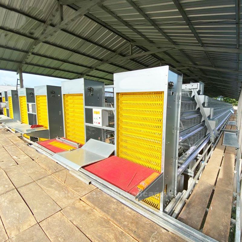 Egg collection machine instruction with A frame 4 teir poultry cage