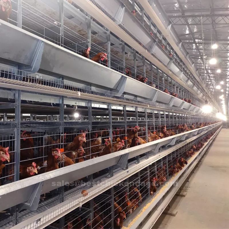 鸡笼或蛋鸡笼H (9).jpg Differences between deep litters and battery cage system