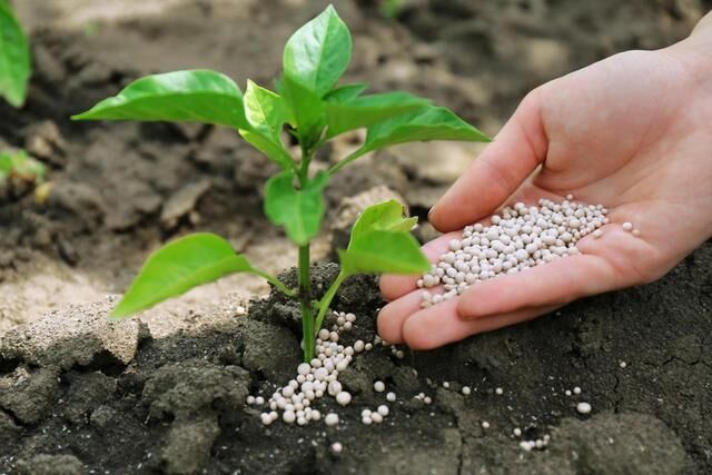 Global food prices continue to rise, with large differences in fertilizer prices at home and abroad