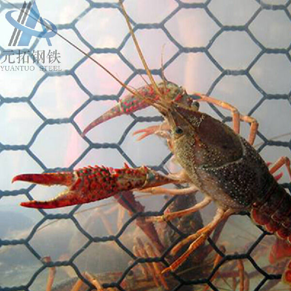 Hexagonal Wire Mesh