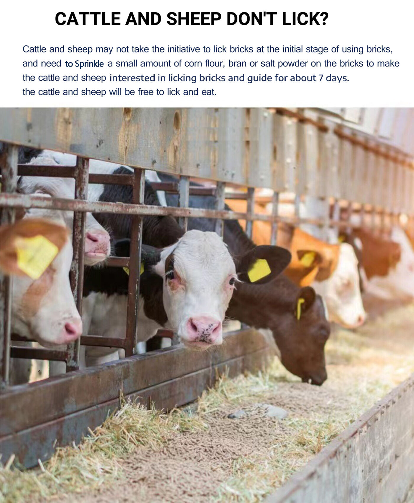 Licking Bricks for Ruminant